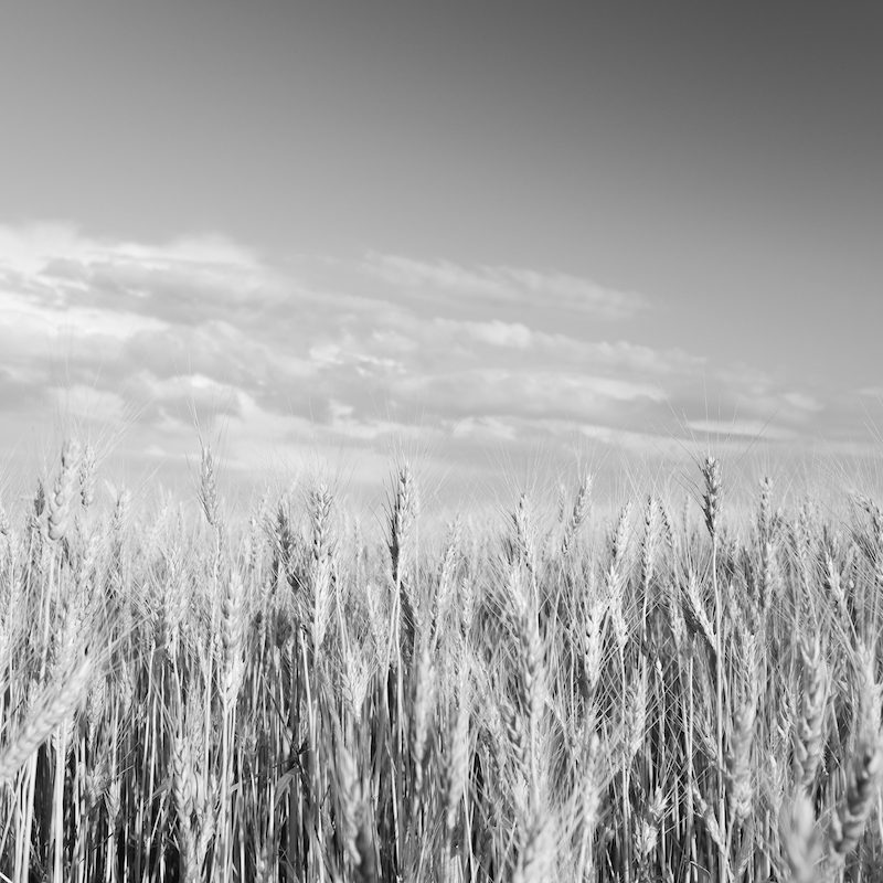 Golden wheat field and sunny day. Close up